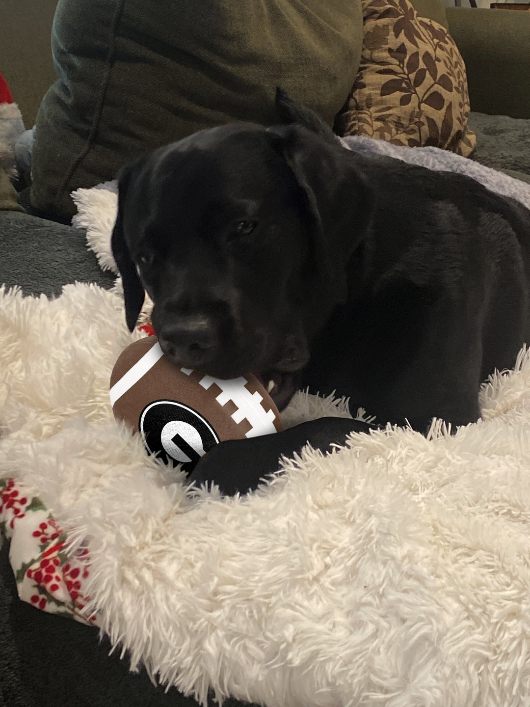 Georgia Bulldogs | NCAA Officially Licensed | Football Dog Toy